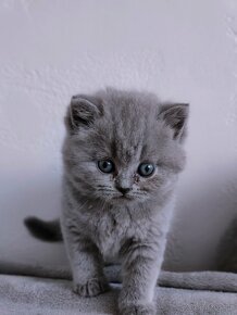 Britská modrá koťata krátkosrstá - 3