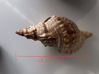 Tritonka indická 30 cmm - 3