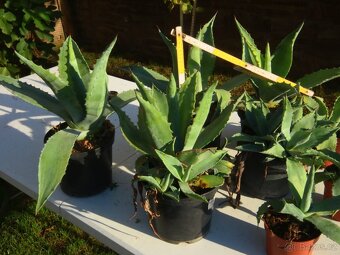 Agave americana - ČB a okolí - 3