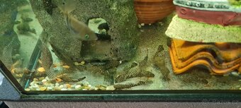 Ancistrus sp. - 3