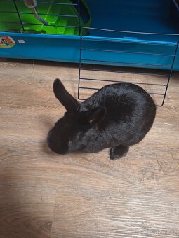 Zakrslý králík s klecí, pítkem, záchodem atd. - 3