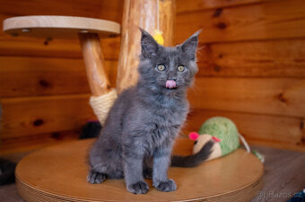 Mainská mývalí koťátka s PP - 3