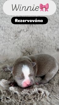 Bostonský teriér s PP - 3