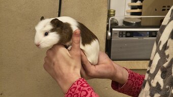 Morče, morčata, morčátka - 3