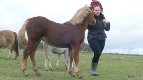 Welsh pony of cob type, sekce C - 3
