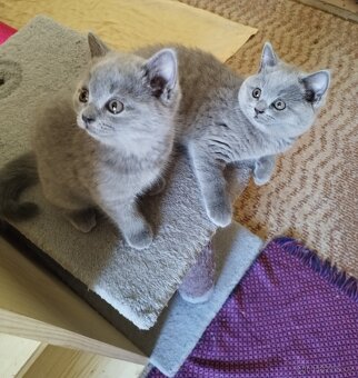 Britská koťátka - 3