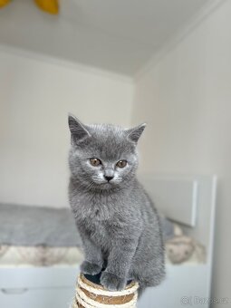 Britská koťátka – modrá a lila, k odběru ihned - 3
