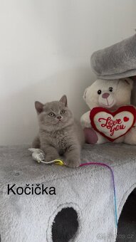 Britská koťáta - 3
