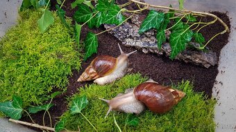 Afričtí šneci Lissachatina fulica Madagascar dark - 3