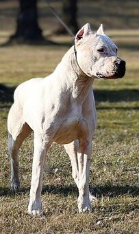 Argentinská doga - 3
