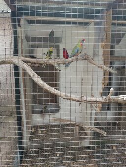 Papoušci na prodej ..... - 3