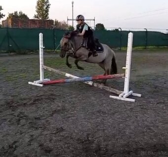 Polský pony - kobylka - 3