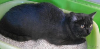 Černý až kouřový, 11měsíční Sam hledá domov. - 3