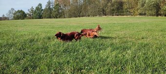 Prodám štěňátka jezevčíka dlouhosrstého standard - 3