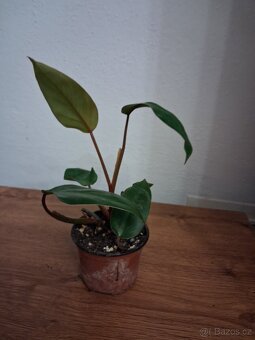 Pokojové rostliny 2 - 3