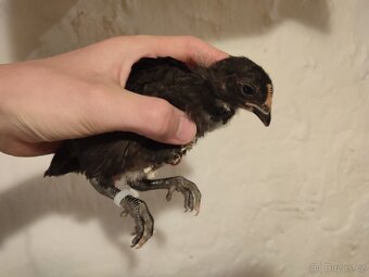 Australka zdrobnělá černá- kuřata - 3