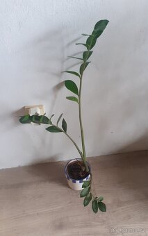 Zamiokulkas - 3