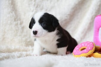 Welsh corgi cardigan - 3