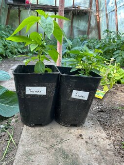Chilli sazenice Yucatan, Chinese multicolor, Carolina reaper - 3