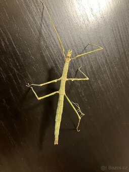 Pakobylka rohatá - 3