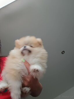 Pomeranian mini - 3