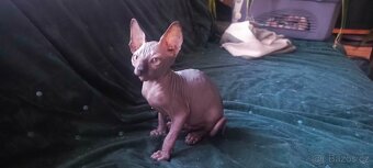 Kanadský sphynx - 3