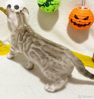 Bengálská kočka, koťata s PP - 3