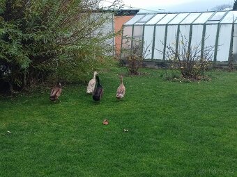 indický běžec / pekingská kachna - 3