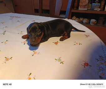 Trpasličí jezevčík - 3