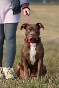 American Bully XL - 3