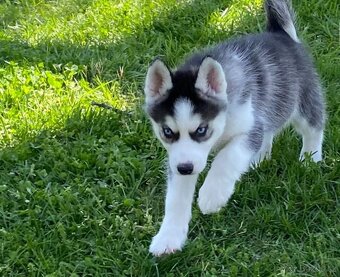 Prodám štěňata sibiřského huskyho v Jihlavě - 3