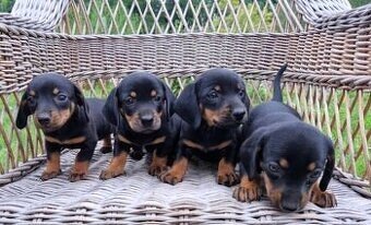 Jezevčík trpasličí - 3