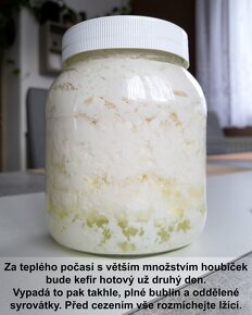 VYPRODÁNO - Tibetská houba, kefírová zrna, ve VR a v TU. - 3