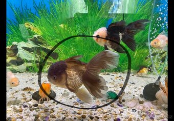 Závojnatky ORANDA Lví hlava+RANCHU XXL - 3