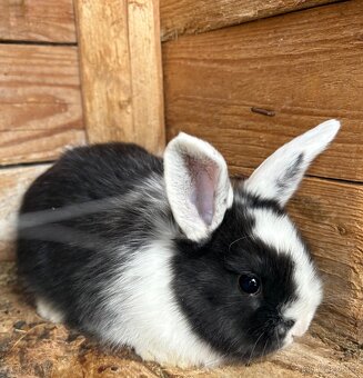 Zakrslý králík mládě - 3