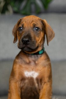 Rhodéský ridgeback - 3