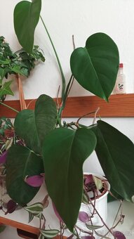 Monstera deliciosa pokojovka zakořeněná na zasazení - 3