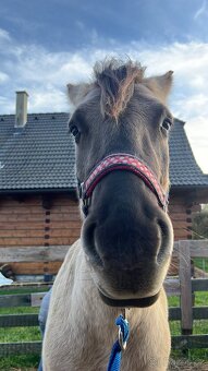 Pony valach - 3