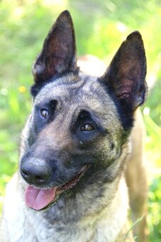 Malinoiska Naomi hledá domov - 3