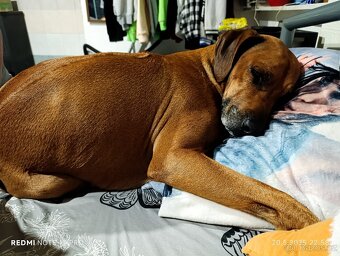 Rhodesky ridgeback - 3
