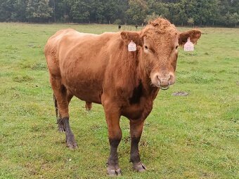 Prodej býka Aberdeen Angus - 3