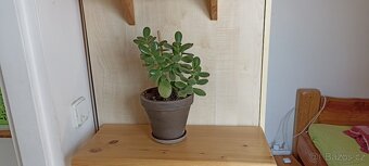 Tlustice vejčitá (crassula ovata) - 3