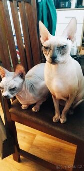 Don sphynx - 3