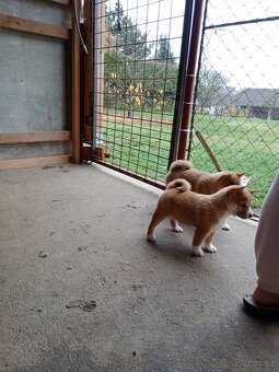 Shiba inu štěňata - 3
