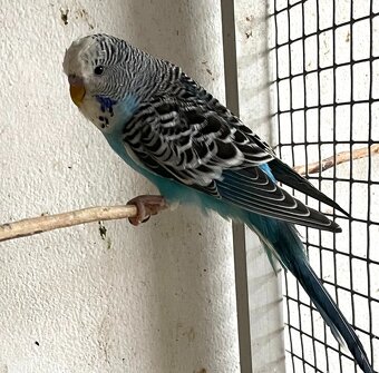 Mladé andulky modré - Andulka vlnkovaná - 3