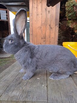 Belgický obr modrý - 3