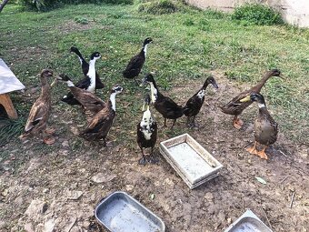 Prodám kachny /Indický běžec/ - 3