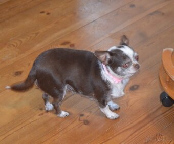 Čivava s PP - fenky - 3