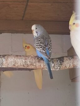 Prodám letošní mláďata korel a andulek - 3