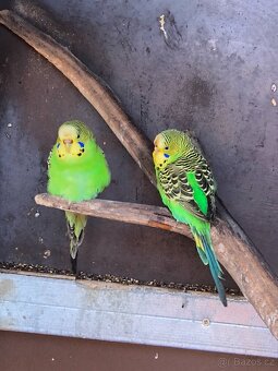 Andulka přírodní vlnkovaná - 3